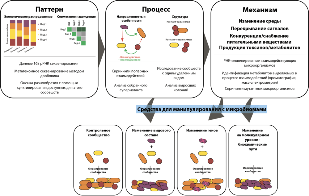 Состав микробиома. Что такое структура бактериального микробиома. Методы исследования микробиома. Структура микробиома. Научное сообщество по изучению микробиома человека.
