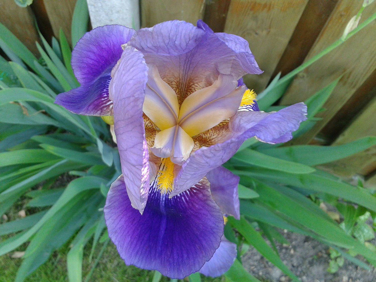 Iris sanguinea - Wikipedia