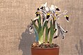 English: Iris nicolai in Gothenburg Botanical Garden. Plant id: 1994-2659 s Z -- GBT/DUSCHANBE