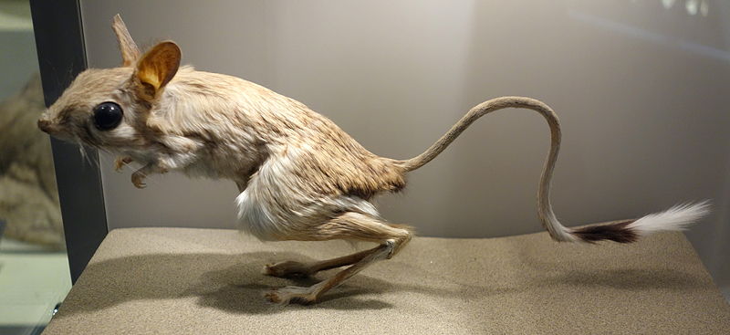 File:Jaculus orientalis - National Museum of Nature and Science, Tokyo - DSC07495.JPG