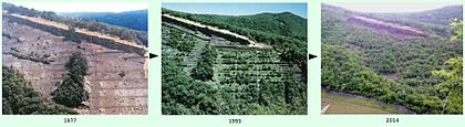 Farbtafel mit drei Fotos, die den Fortschritt der Wiederaufforstung eines Bergschluchthangs im Laufe der Jahre zeigen.