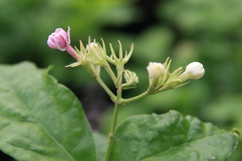 File:Jasminum sambac 14zz.jpg