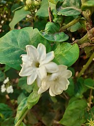 State Flower of Saudi Arabia