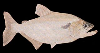 <i>Serrasalmus elongatus</i> Species of fish