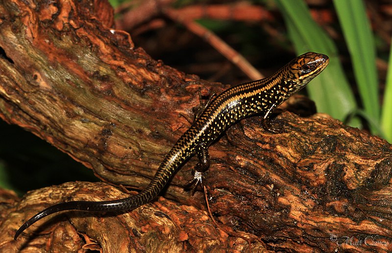 File:Juvenile Swamp Skink (Lissolepis coventryi) (8909807244).jpg