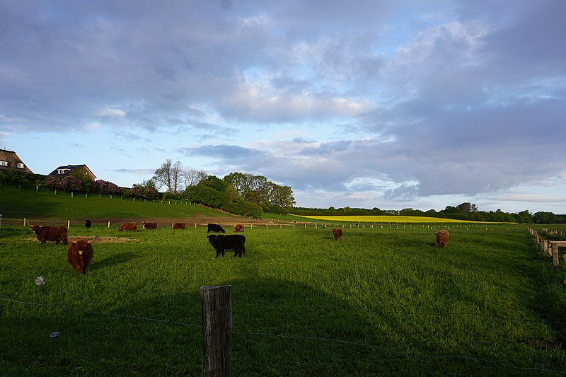 File:Kühe im Naturschutzgebiet Brenner Moor.jpg