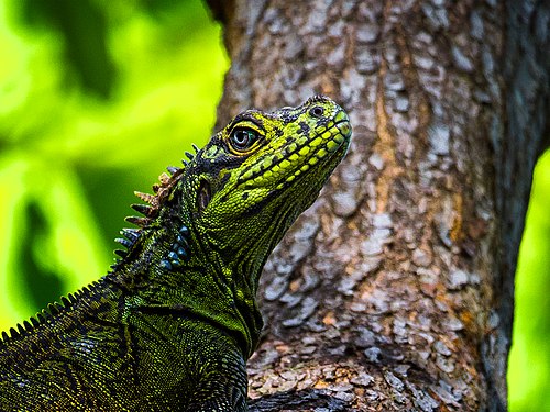 Philippine Sailfin Lizard. Photograph: Kirkamon (CC BY-SA 4.0)