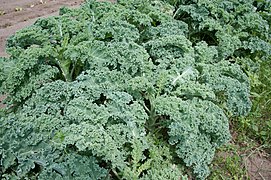 Kale (Brassica oleracea var. sabellica)