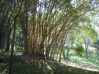 Bamboo Forest Karanji Lake (5285032849).jpg