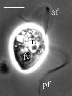 <i>Katabia</i> Genus of heterotrophic protists