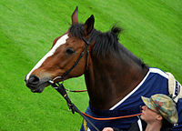 Kauto Star