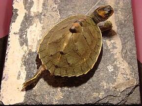 Descrierea imaginii KeyursTurtleStretching.jpg.