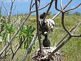 Kiribati