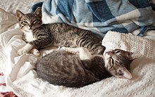 Kitten Sibling Pair.jpg