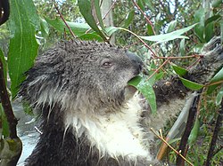 Koala: Taksonomia, Anatomia ja fysiologia, Kanta