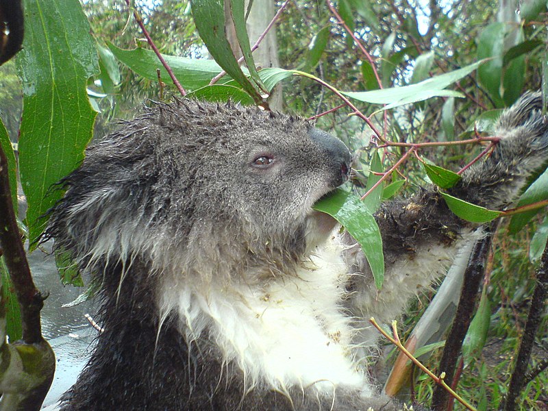 File:Koala eating.jpg