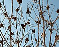 Thumbnail for File:Koelreuteria paniculata (Golden Rain Tree, Panicled Goldenrain Tree) (32921867812).jpg