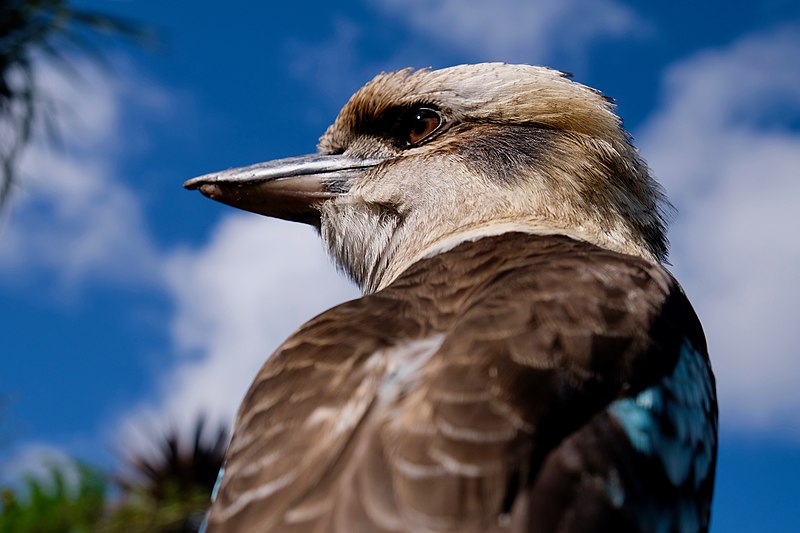 File:Kookaburra close-up.jpg