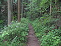 高野山町石道（世界遺産『紀伊山地の霊場と参詣道』の一部）