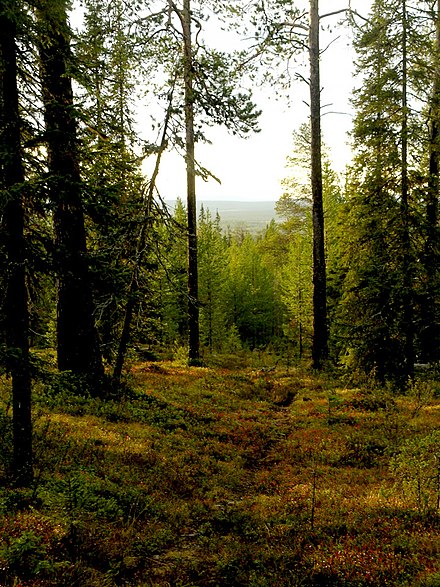 Forest at Kumputunturi in Kittilä.