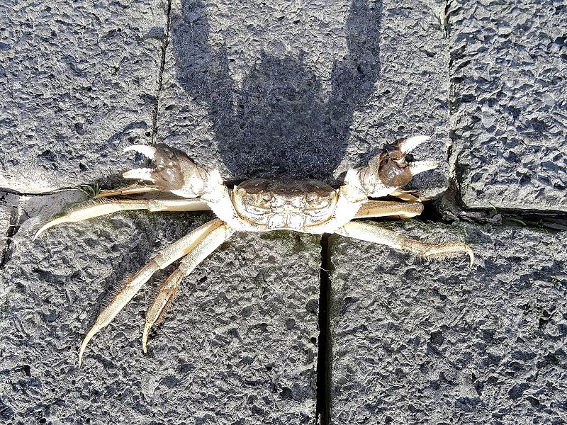 File:Kung fu krab in de verdediging.jpg