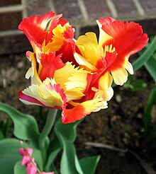 'Texas Flame', a division 10 cultivar Kvetouci tulipan.jpg