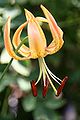 Flower Lilium pyrophilum