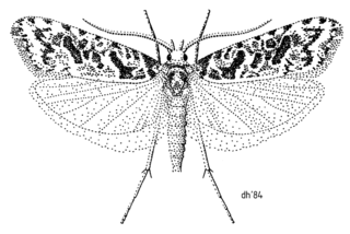 <i>Heterocrossa eriphylla</i> Species of moth