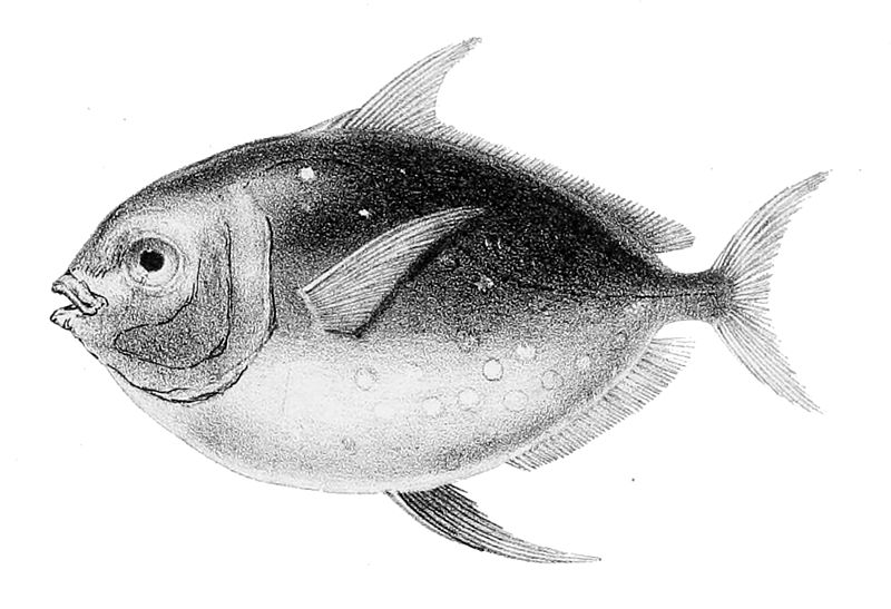 File:Lampris guttatus1.jpg