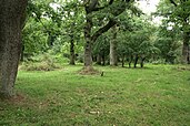 Open wood-pasture in Langå Egeskov, Jutland, Denmark