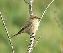 Isabelline shrike, very common from August to May. Lanius isabellinus2.jpg