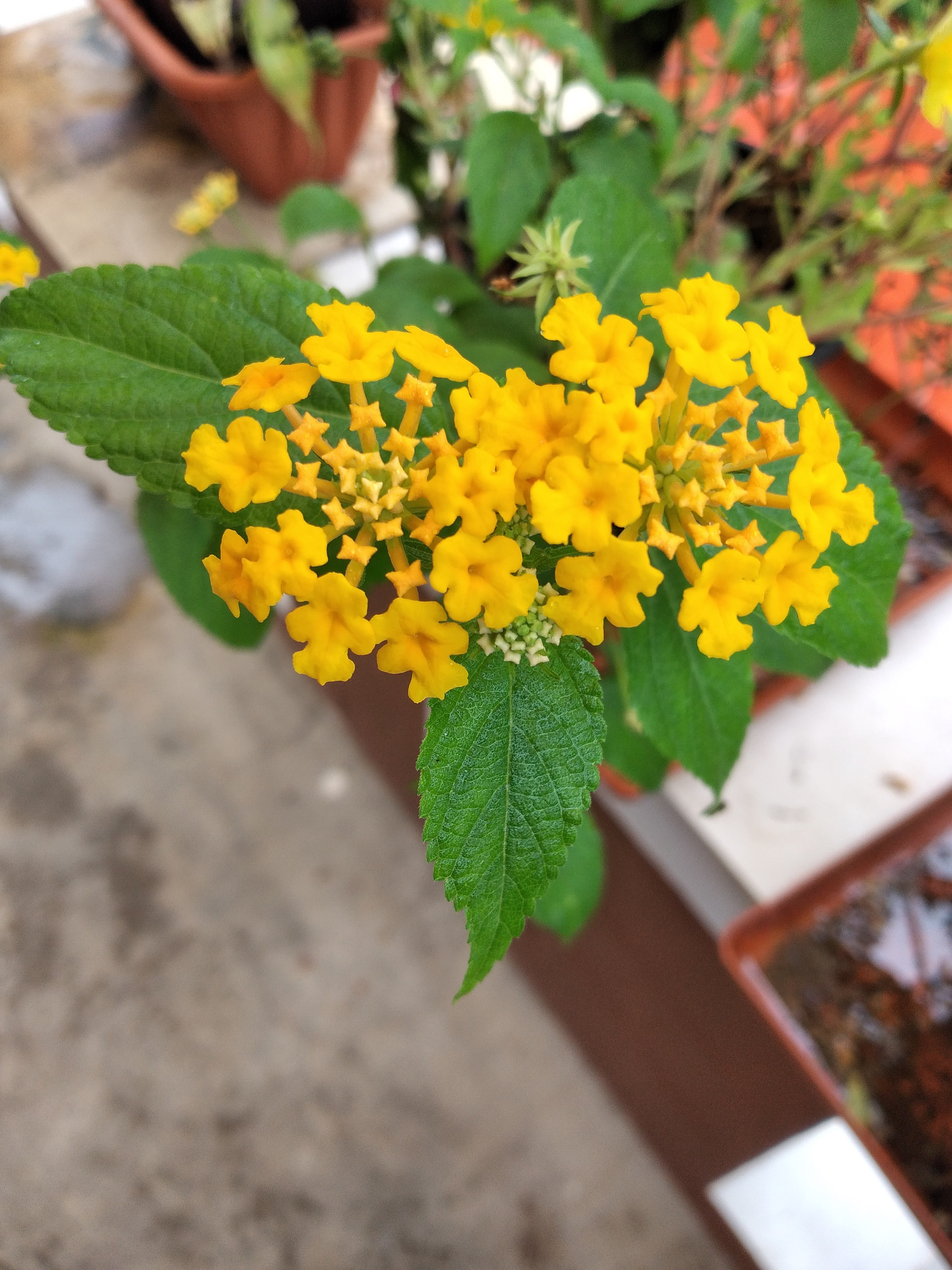 File Lantana Camara Flower Jpg Wikimedia Commons