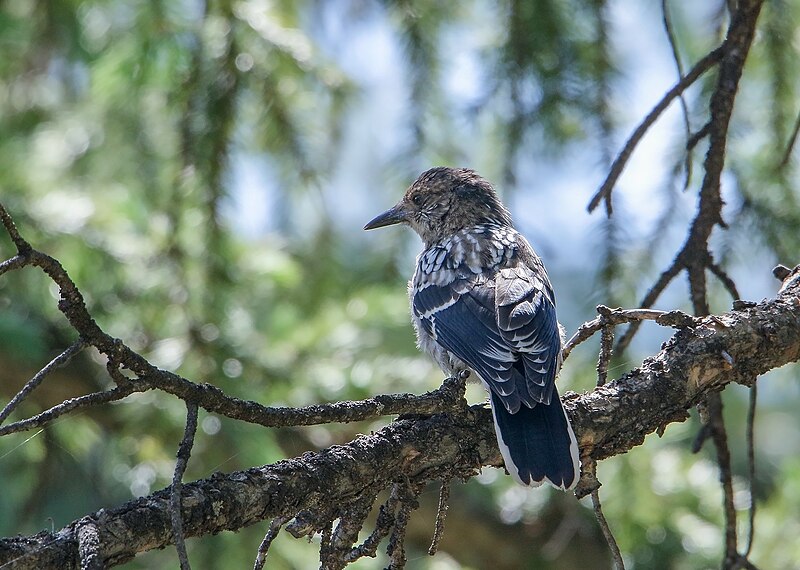 File:Large-spotted Nutcracker (Nucifraga multipunctata) (48618104252).jpg