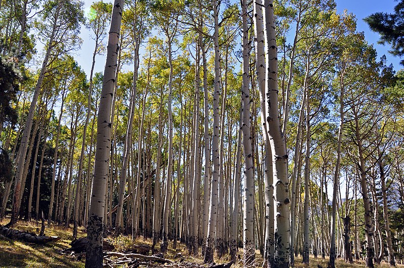 File:Large stand of aspen on San Francisco Peaks (3972226134).jpg