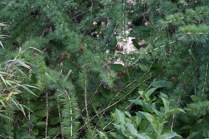 File:Larix speciosa - Yunnan Larch IMG 7774 C.JPG