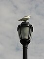 * Nomination A ring-billed gull on a lamppost. --Phil13 14:28, 31 August 2008 (UTC) * Decline Too much sky, too little bird and lamppost. --Aqwis 18:56, 6 September 2008 (UTC)