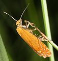 Lathronympha strigana