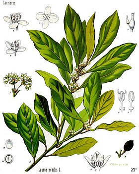 Laurus nobilis - Köhler–s Medizinal-Pflanzen-086.jpg