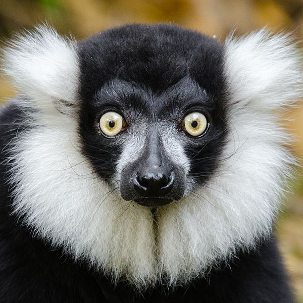 File:Lemur (31018119601).jpg