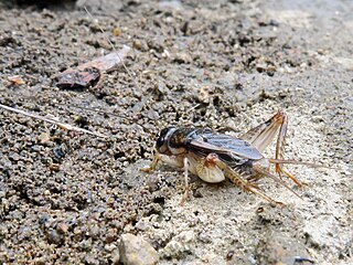 <i>Lepidogryllus</i> Genus of crickets