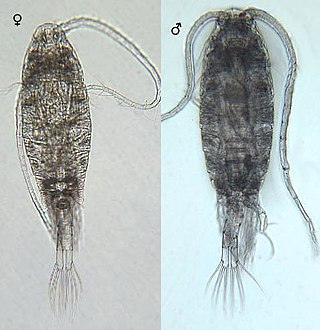 <i>Leptodiaptomus sicilis</i> Species of crustacean