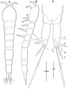 Leptopsyllus (Leptopsyllus) pundius (10.3897-zookeys.665.6150) Figure 1.jpg