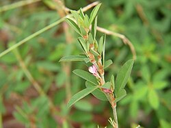 Lespedeza striata with a flower.JPG