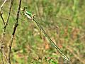 Lestes virens (Lestidae sp.) female, Mook, the Netherlands.jpg