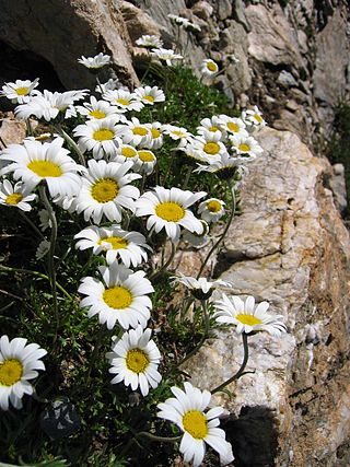 <i>Leucanthemopsis</i> Genus of flowering plants