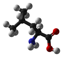 Leucine-ball-and-stick.png