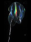 LightRefractsOf comb-rows of ctenophore Mertensia ovum