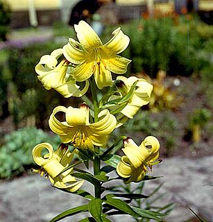 <i>Lilium kesselringianum</i> Species of lily