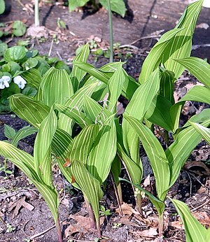 Lily Of The Valley