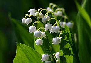 Lily of the valley 777.jpg